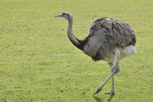 Struts Rhea