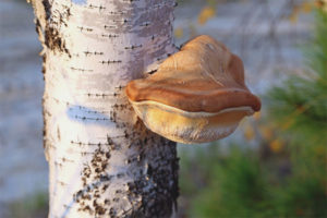 Tinder fungus birch