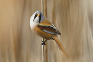 Mustachioed tit