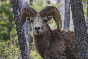 Ram dell'Altai