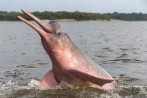 Amazonas-delfin