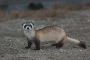 Furet américain