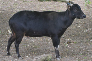 anoa