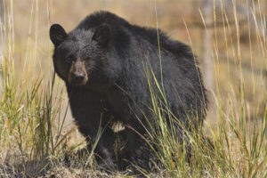 orso nero americano