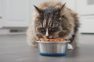 Hvordan mate en katt slik at han gikk opp i vekt