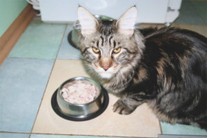 Come nutrire la razza di gatto Maine Coon