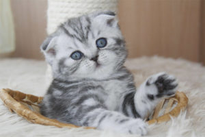 Come nutrire un gattino Scottish Fold