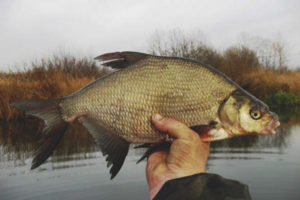 Qual'è la differenza tra bream e scavenger