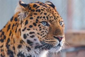 Leopardo dell'Estremo Oriente