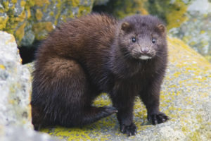 Europeisk mink