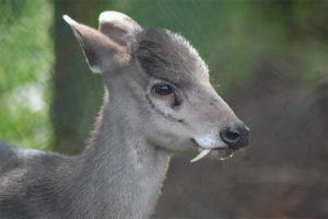 Crested hjort