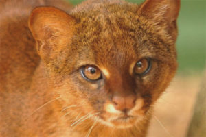 jaguarundi