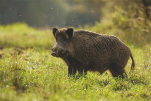 Cinghiale