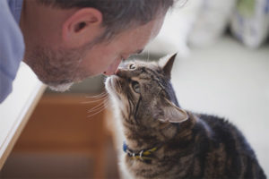 Hvordan forstå at en katt elsker deg