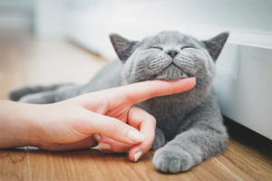 Come accarezzare un gatto o un gatto