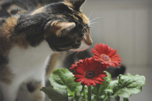 Hvordan beskytte blomster fra en katt