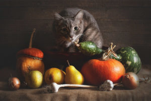 Quels légumes les chats peuvent-ils donner?