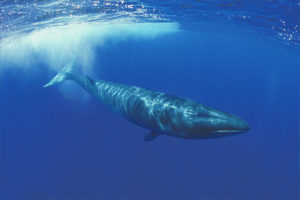 Baleia-de-baleia