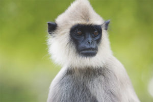 langur