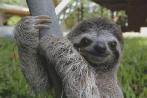 sloth