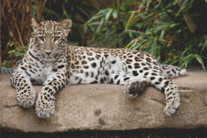 leopardo