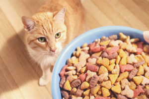 È possibile nutrire un gatto solo con cibo secco