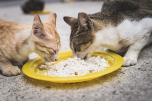 È possibile per gatti e gatti dare riso