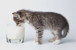 Peut-on donner du kéfir aux chatons