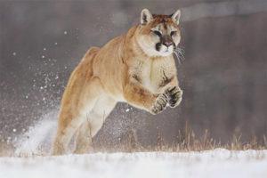 cougar