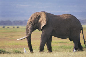 elefant