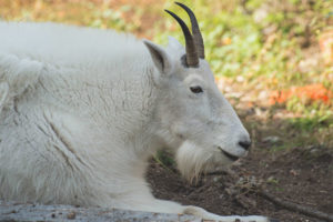 Capra di neve