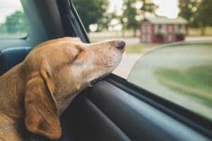 Pes se houpe v autě
