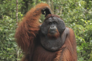 Orangotango de Sumatra