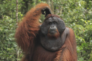 Sumatra Orangutan