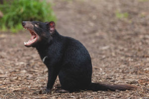 Diavolo della Tasmania