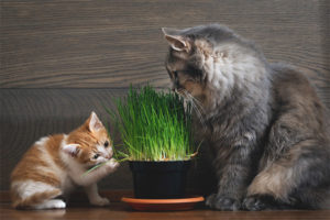 Herbe pour chats et chats