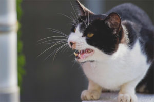 Races de chats agressifs