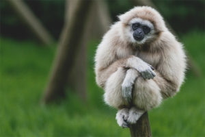 White-handed gibbon