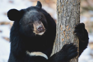 Orso himalayano