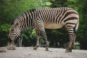 Zebra di montagna