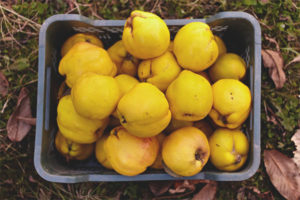 How to store quince