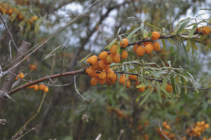 วิธีการรวบรวมทะเล buckthorn