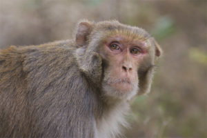 Macaco rhesus