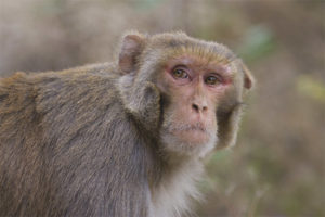 Macaco Rhesus