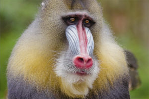 mandrill