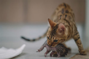 Bir kedi neden yavrularını ısırır?