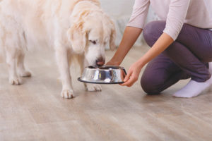 Bir köpeği beslemek için günde kaç kez