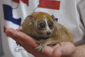 Lemur doma