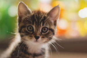 Le chaton a une moustache cassée