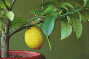 Citronové listy padají